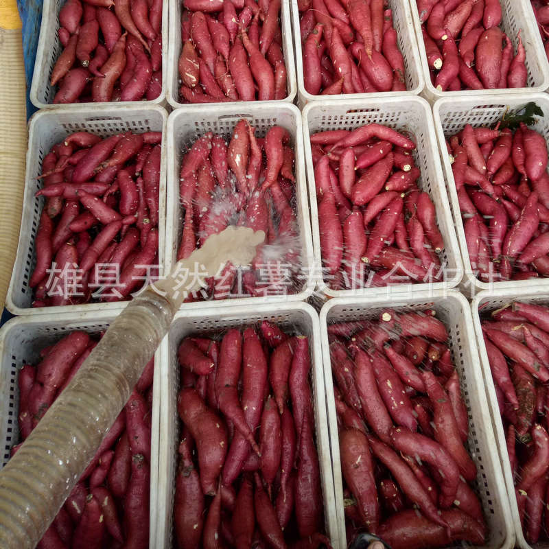 產(chǎn)地直銷新鮮濟(jì)薯26 香甜板栗味紅薯，優(yōu)質(zhì)食用農(nóng)產(chǎn)品批發(fā)優(yōu)選